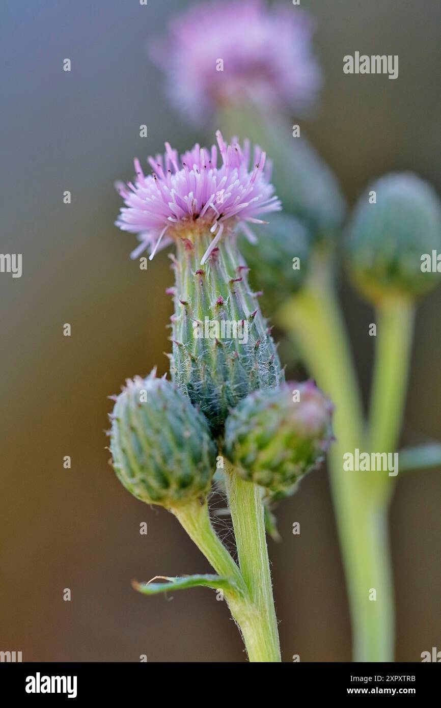 Cardo canadese, cardo strisciante (Cirsium arvense), teste di fiori, Germania, Renania settentrionale-Vestfalia Foto Stock