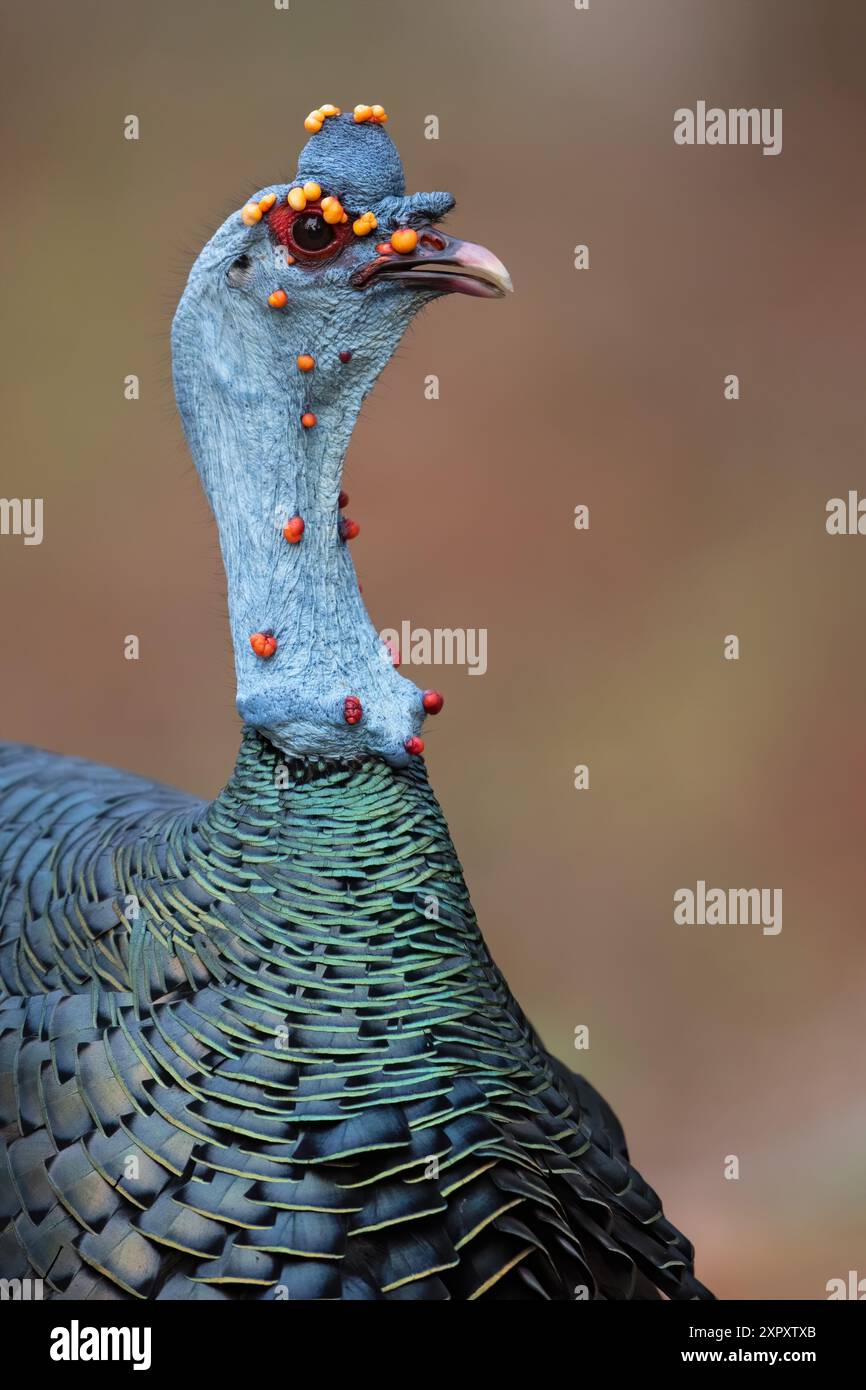 tacchino (Agriocharis ocellata, Meleagris ocellata), ritratto, Guatemala, Yucatan, Tikal Foto Stock