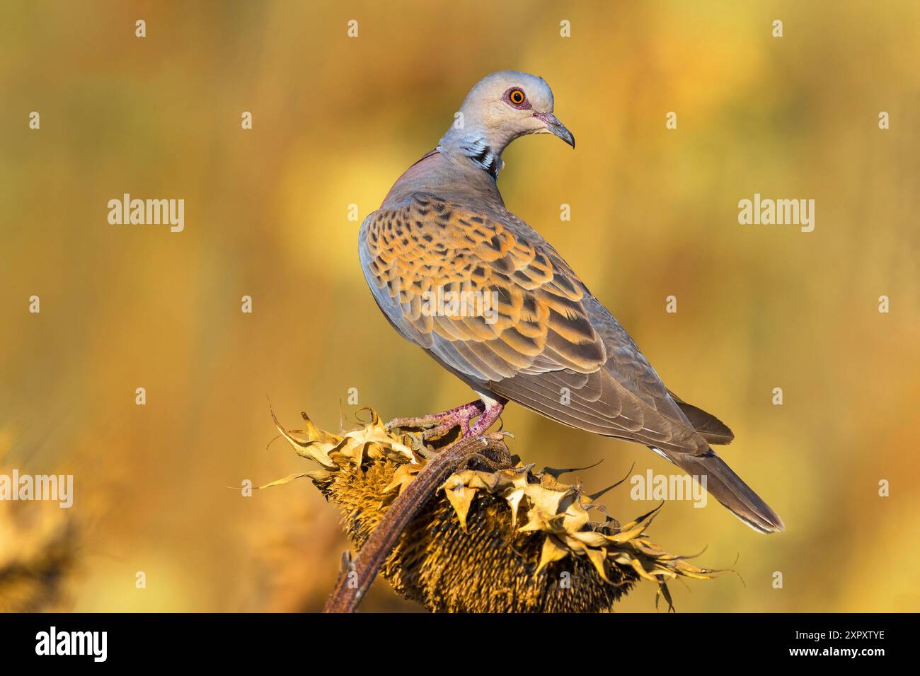 Tortora, tortora europea (Streptopelia turtur), arroccata su un girasole essiccato, vista laterale, Italia, Toscana Foto Stock