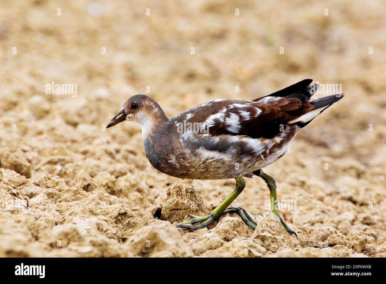 moorhen (Gallinula chloropus), camminata su un piumaggio giovanile sul suolo, vista laterale, Italia, Toscana, lago Peretola, Firenze Foto Stock