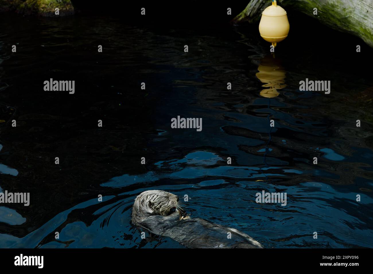 Una lontra di mare galleggia sulla schiena nelle acque buie e tranquille dell'Oceanarium di Lisbona, con un'unica boa delicatamente riflessa sulla superficie Foto Stock