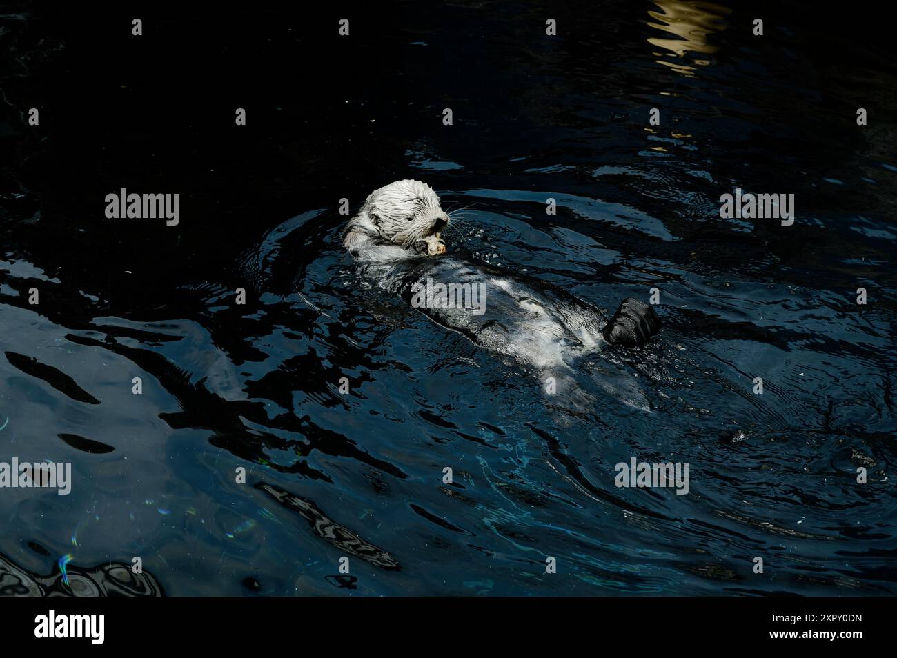 Una lontra di mare galleggia piacevolmente sulla schiena, tenendo e sguazzando un piccolo spuntino, circondato da scintillanti acque blu scuro Foto Stock