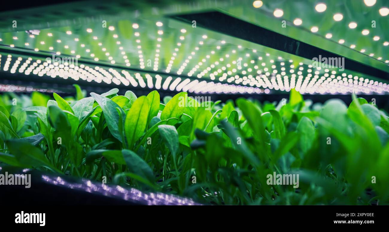 Produzione di massa di spinaci in ambiente controllato presso una moderna azienda agricola verticale. Struttura automatizzata con livelli di temperatura dell'aria, luce, acqua e umidità regolati per una crescita ottimale Foto Stock