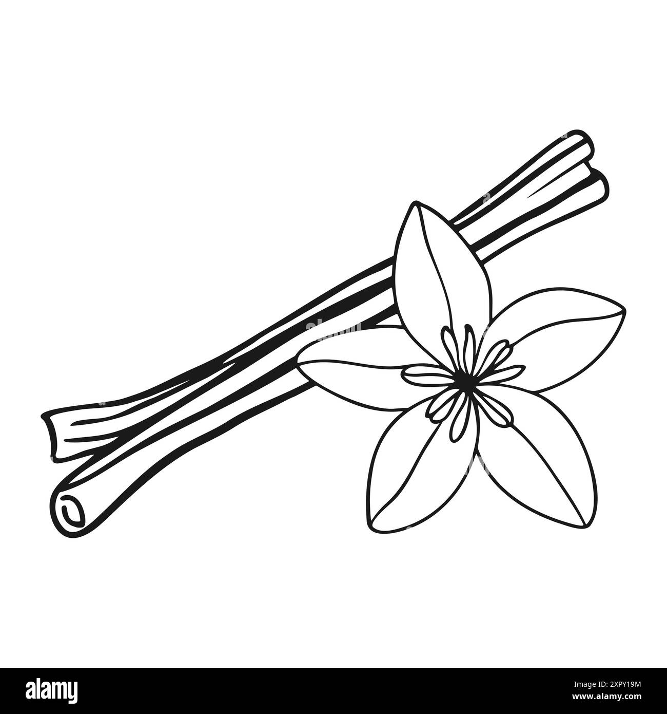 I bastoncini di cannella e il doodle di fiori di vaniglia disegnano su sfondo bianco. Illustrazione vettoriale Illustrazione Vettoriale