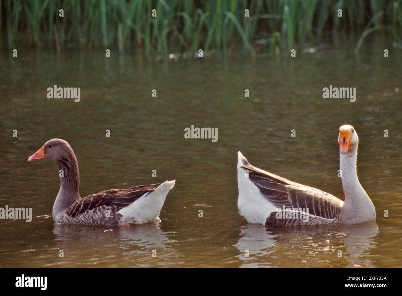 Oche presso Fort Parker Lake, Fort Parker State Park, Prairies and Lakes, Texas, Stati Uniti Foto Stock