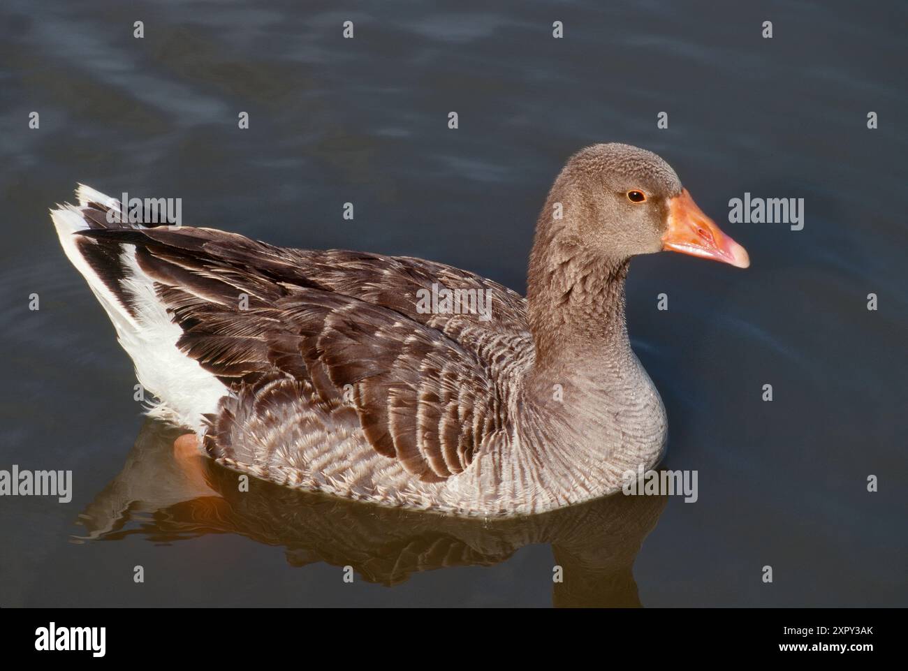 Un'oca grigia (Anser anser) presso il lago Fort Parker, il Fort Parker State Park, la regione delle praterie e dei laghi, Texas, Stati Uniti Foto Stock