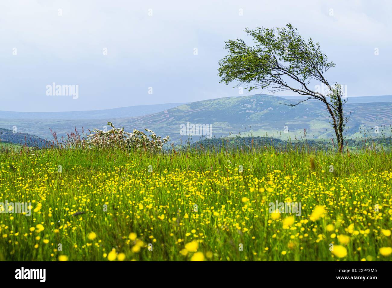 Fattorie sopra Upper Teesdale e River Tees, villaggio di Forest-in-Teesdale, contea di Durham e Cumbria, Inghilterra, Regno Unito Foto Stock