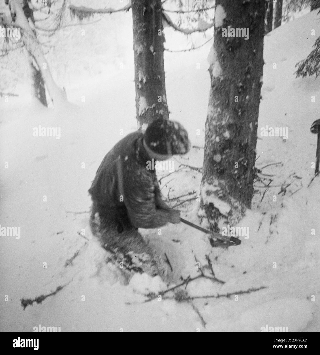 Aktuell 03- 1948: Kostelig valuta svinner i snøen. Etter den verste tørkesommeren i manns minne holder Østlandet nå på å drukne i snø. Snøfallet Legger voldsomme hindringer i veien for skogsarbeidet, og sjansene til å greie vinterens hogstplan forsvinner i snødrivene. Snømassene gjør skogsarbeidet til et umenneskelig slit for både hest og mann, — og enda blir resultatet magert. Hoggeren Synker ned i snøen til opp i midjen nårhan kommer fram til treet og skal ta fatt. OM han måker seg ned til rota, er han likevel ikke kvitt snøen: For hvert hogg får han en skur nysnø over seg. Foto: Sverre A.. Foto Stock