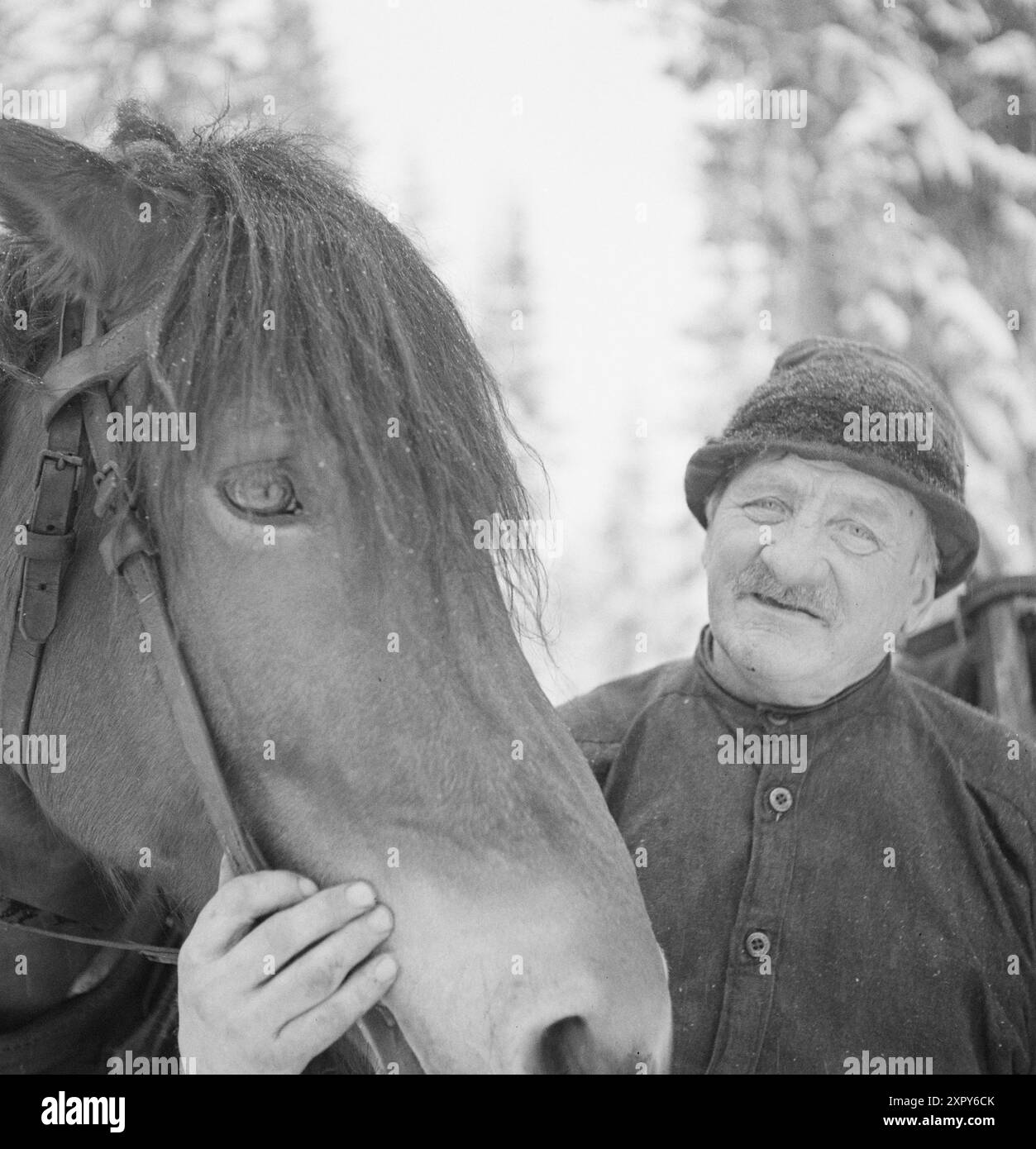 Aktuell 03- 1948: Kostelig valuta svinner i snøen. Etter den verste tørkesommeren i manns minne holder Østlandet nå på å drukne i snø. Snøfallet Legger voldsomme hindringer i veien for skogsarbeidet, og sjansene til å greie vinterens hogstplan forsvinner i snødrivene. Snømassene gjør skogsarbeidet til et umenneskelig slit for både hest og mann, — og enda blir resultatet magert. Foto: Sverre A. Børretzen / Aktuell / NTB ***foto er ikke bildebehandlet*** il testo dell'immagine viene tradotto automaticamente Foto Stock