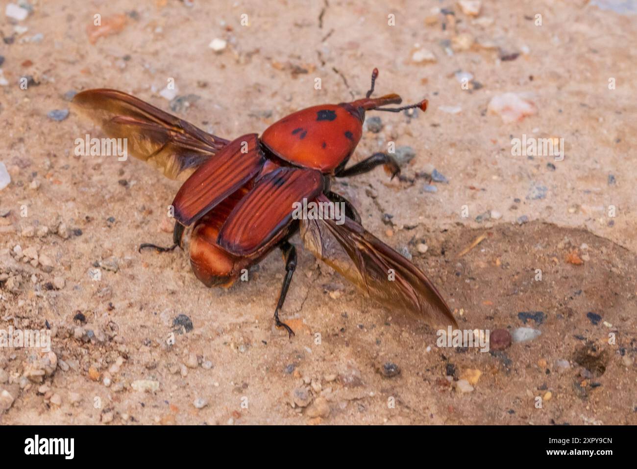 Rhynchophorus ferrugineus, Red Palm Weevil con Wings Spread Foto Stock