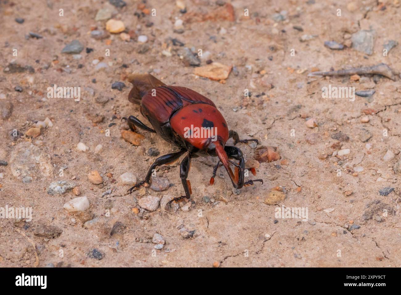 Rhynchophorus ferrugineus, Red Palm Weevil Foto Stock
