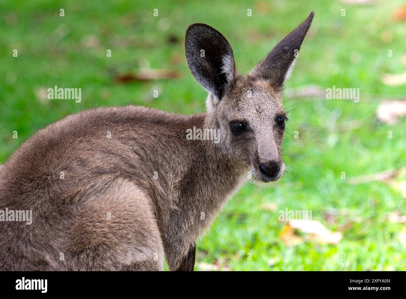 Un Grey Kangaroo joey con sfondo in erba Foto Stock