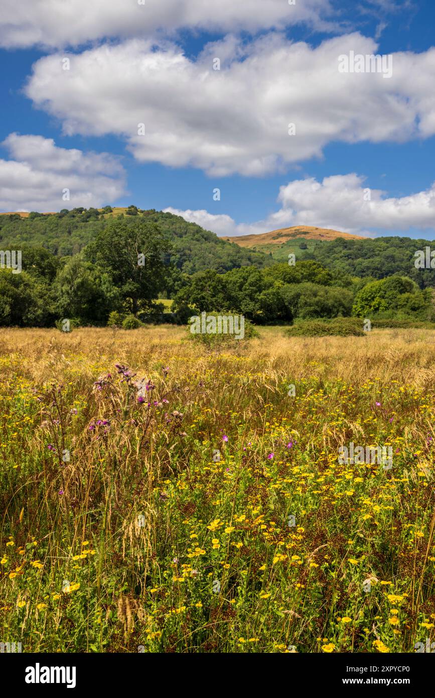 Fiori selvatici su Castlemorton Common con Herefordshire Beacon sullo sfondo, Malvern Hills, Worcestershire, Inghilterra Foto Stock