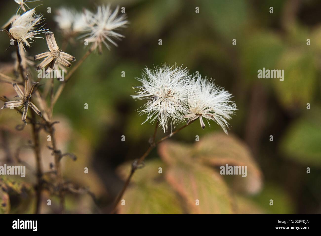 Semi sbiaditi per la semina - ombrelli - nella foresta tedesca nelle montagne Harz Foto Stock
