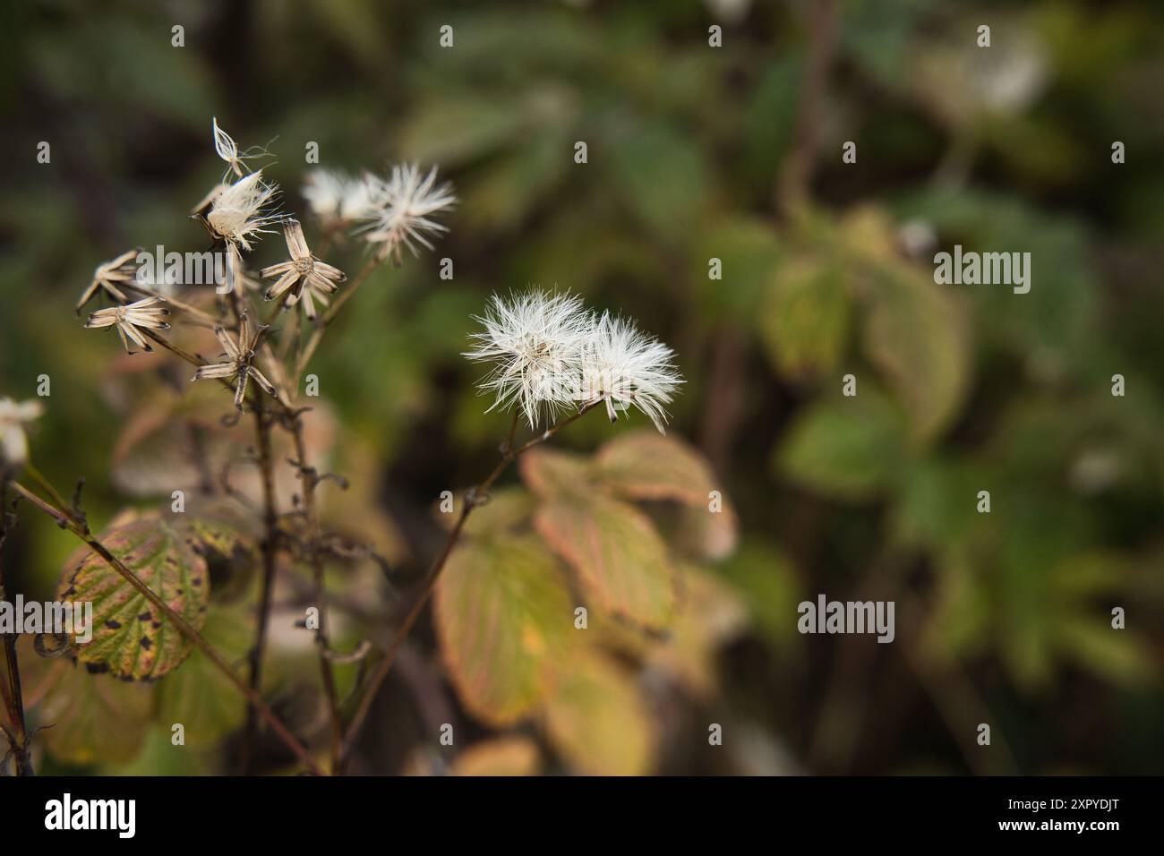 Sbiadito e pronto per la semina - ombrelli di semi - nella foresta tedesca nelle montagne Harz Foto Stock