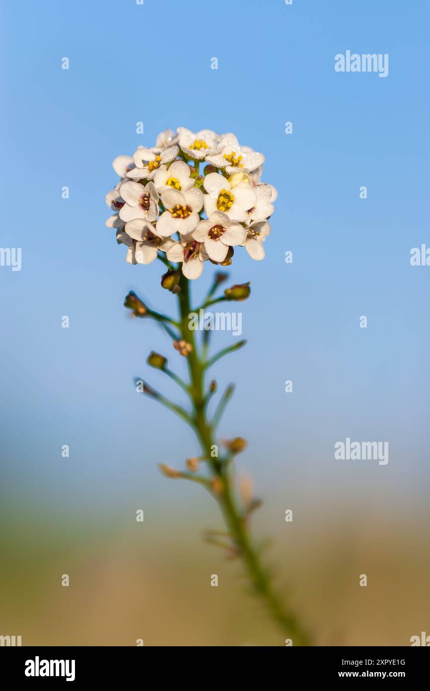 Allysum, alyssum dolce o Alison dolce (Lobularia maritima) in Provenza - Francia. Foto Stock