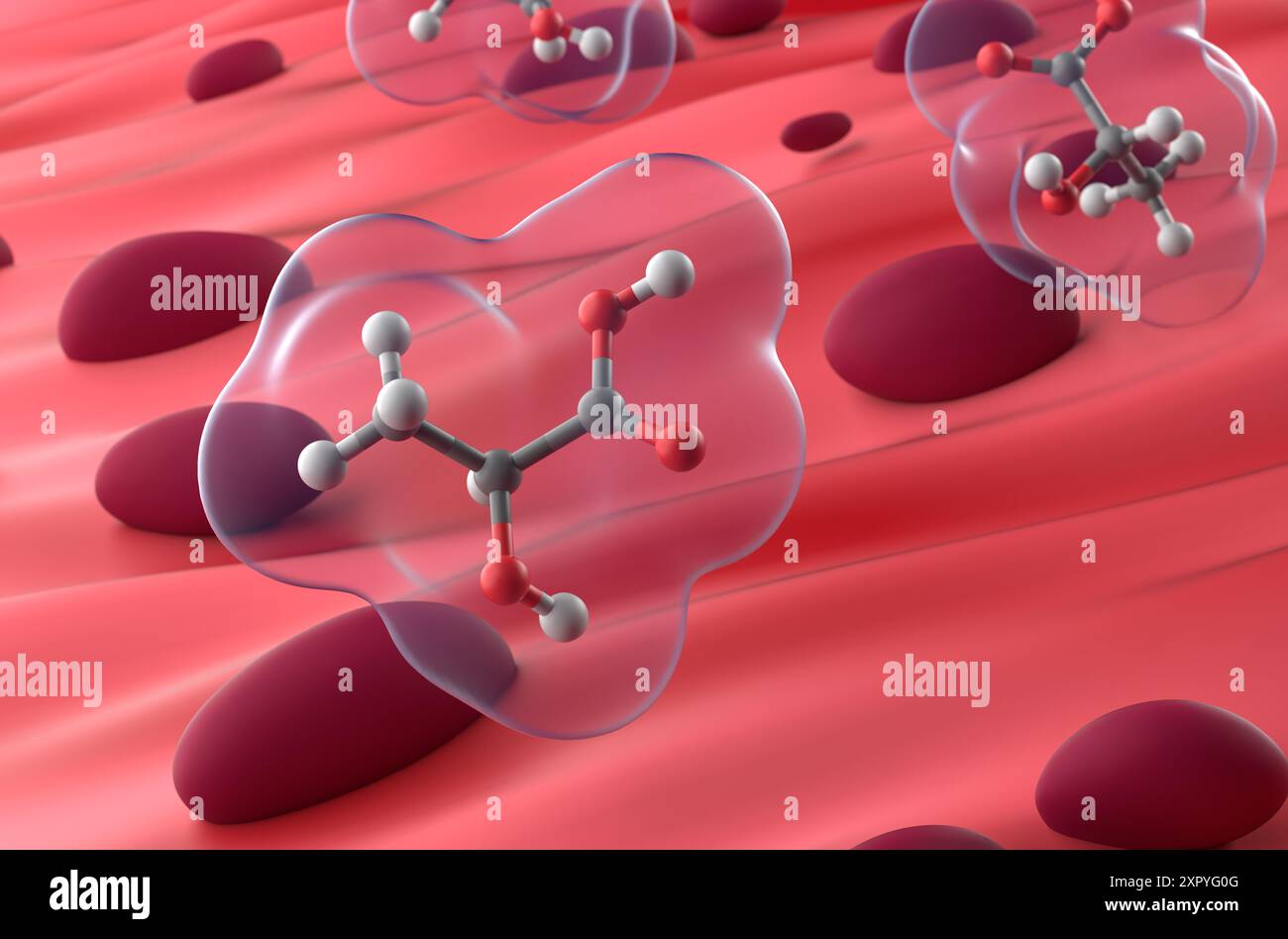 Acido lattico nel tessuto muscolare - Vista ravvicinata illustrazione 3d. Foto Stock