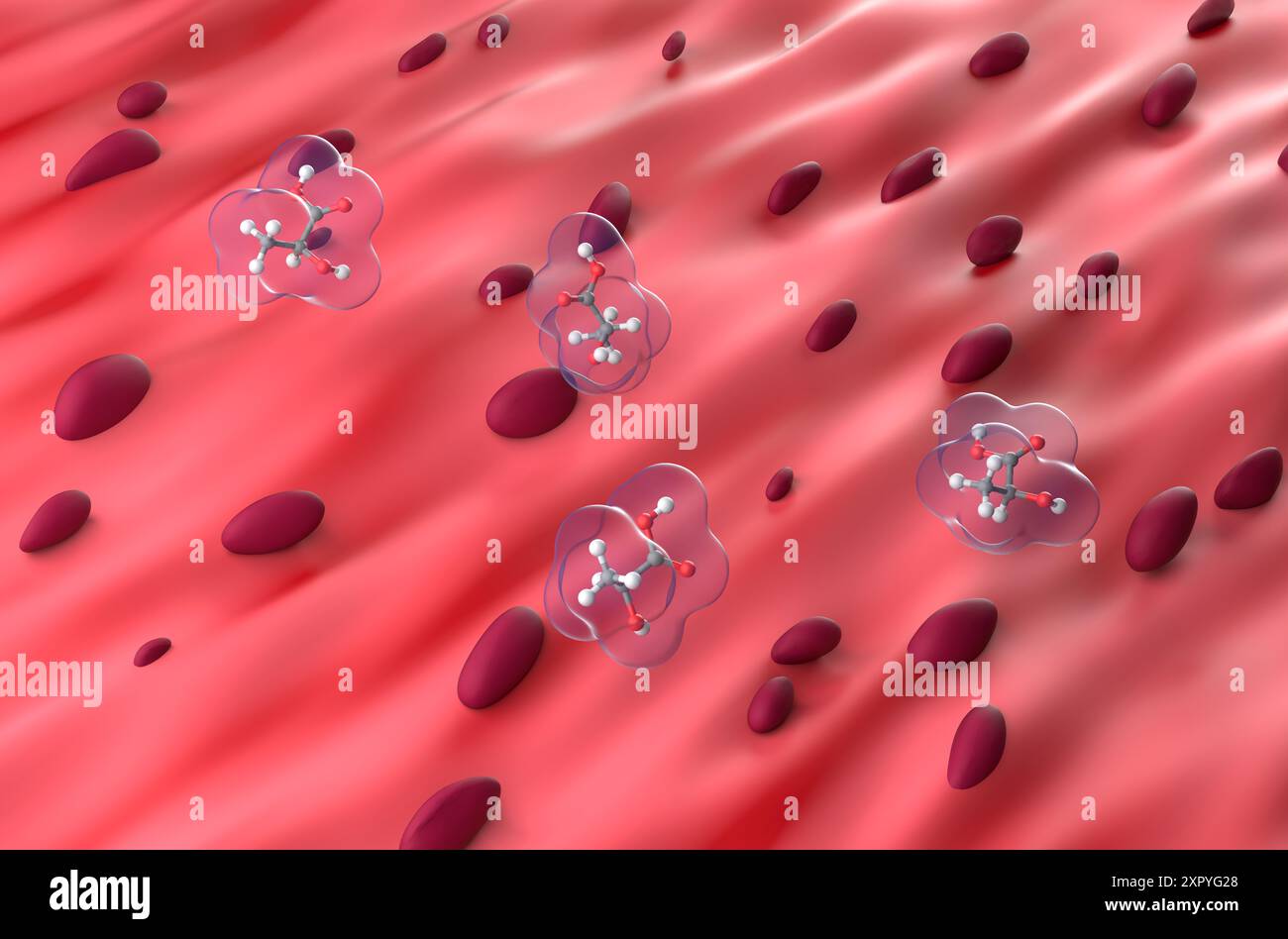 Acido lattico nel tessuto muscolare - Vista isometrica 3d. Foto Stock