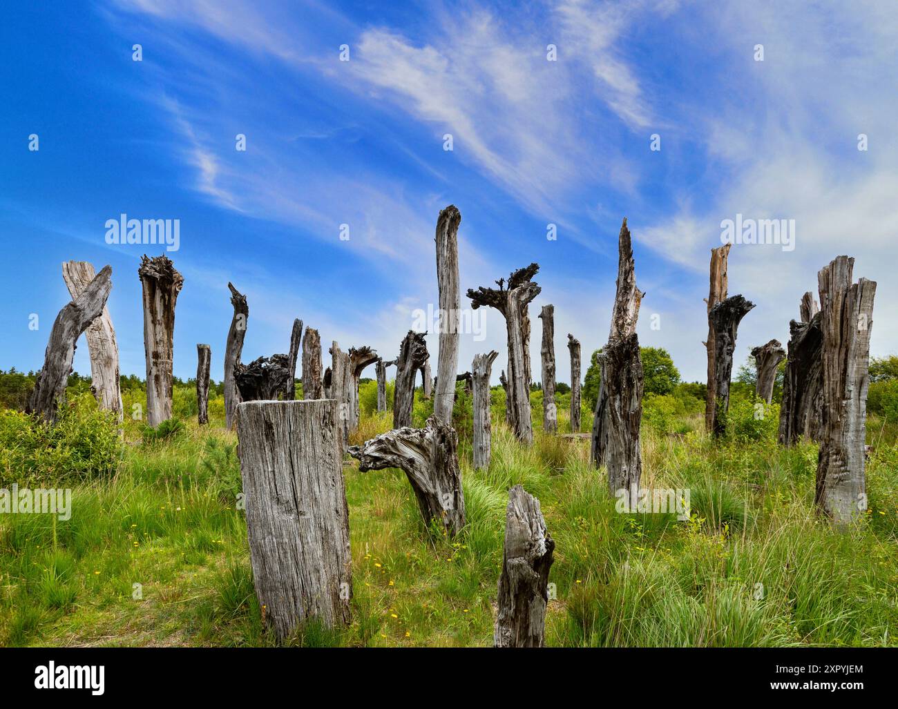 "Bog Track", alias "The Black Forest", una scultura di Johan Sietzema nel Lough Boora Discovery Park di Bord na Mona nella contea di Offaly, Irlanda. Foto Stock