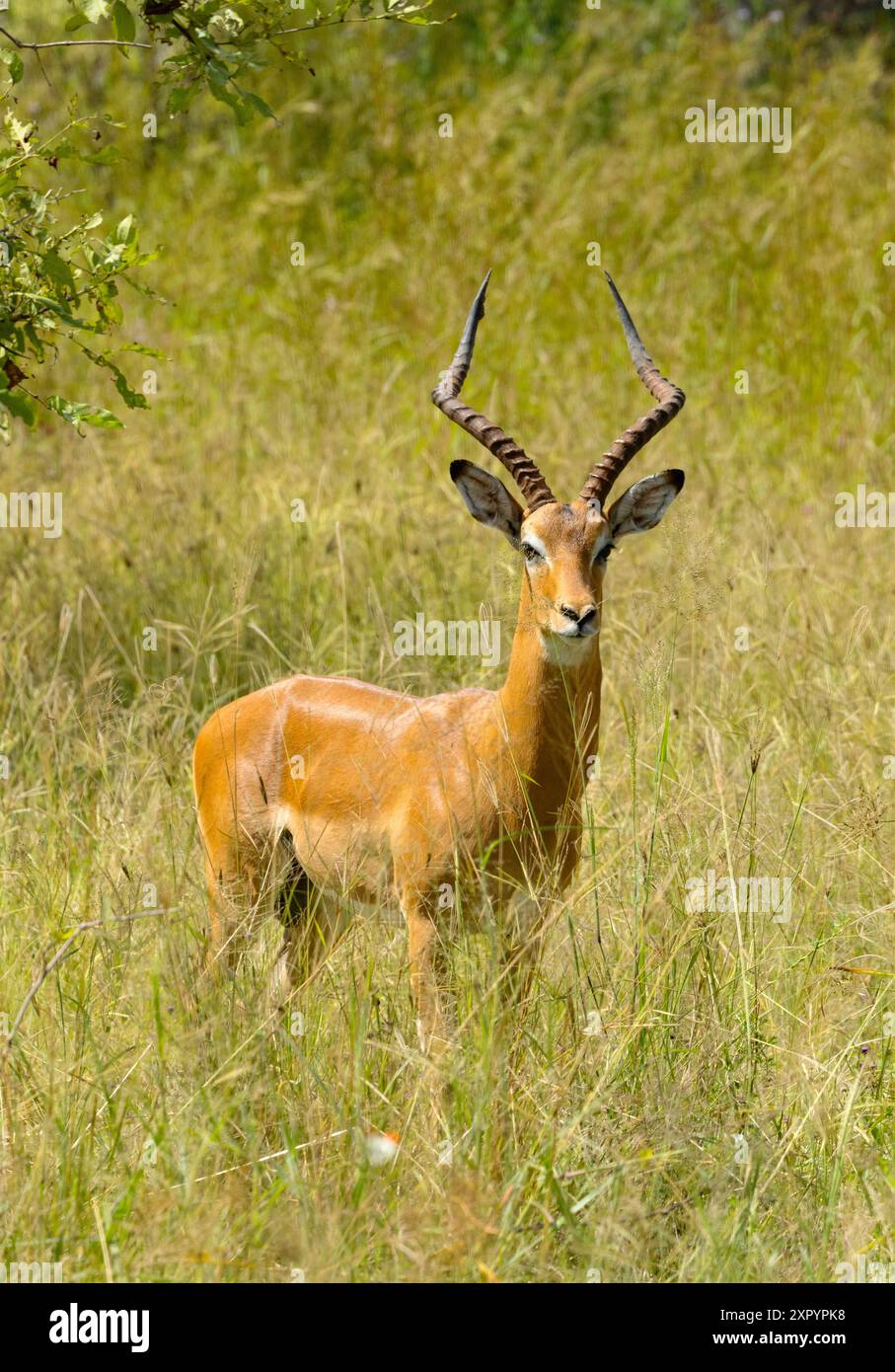 Gli Impala sono una specie di ecotone e si spostano tra la macchia e le praterie a seconda della stagione e della disponibilità di cibo. Hanno un senso acuto dell'olfatto, dell'udito Foto Stock