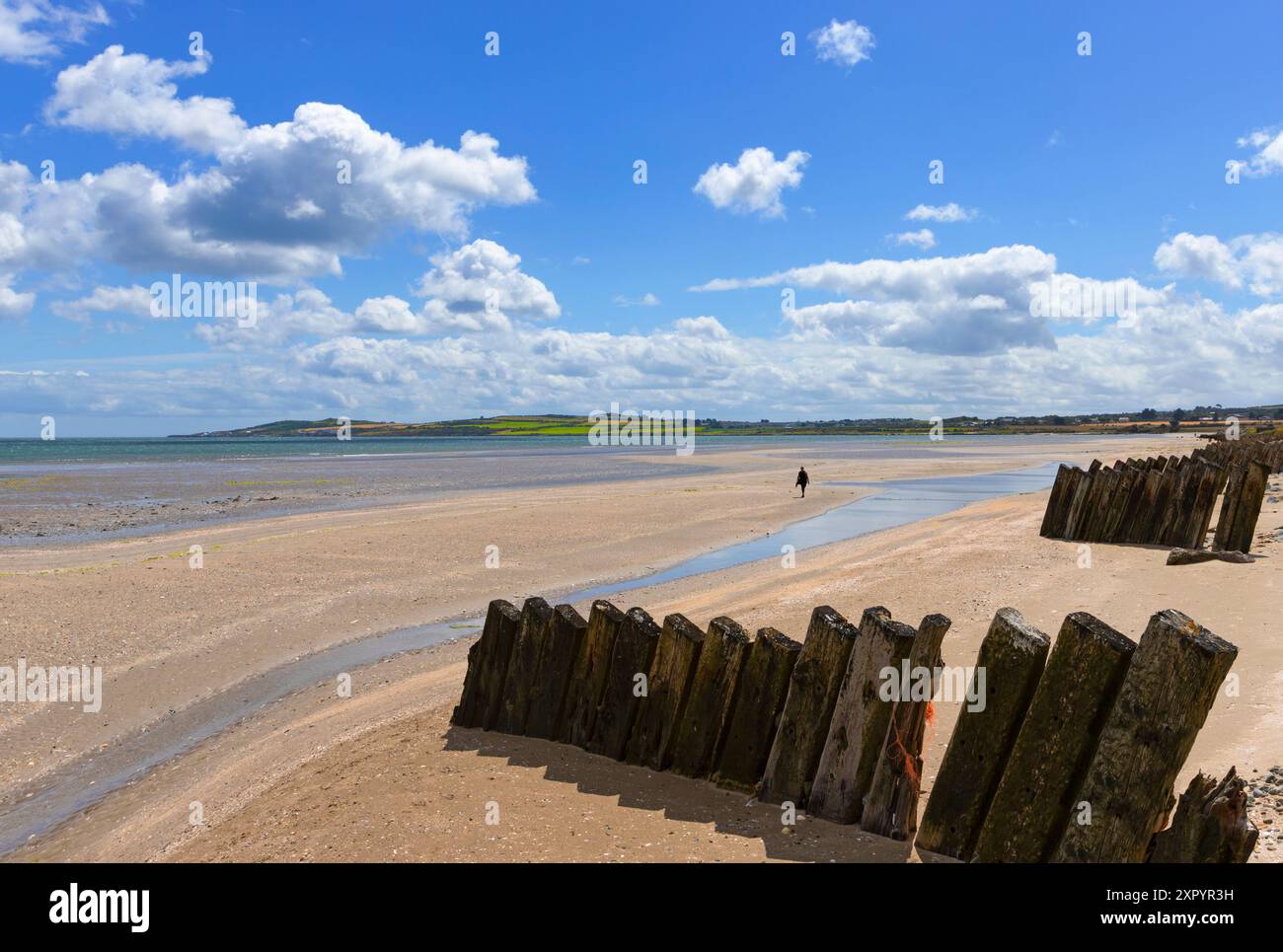 Groyns sulla spiaggia a sud di Dunany Point guardando verso Clogher Head nella contea di Louth in Irlanda. Foto Stock