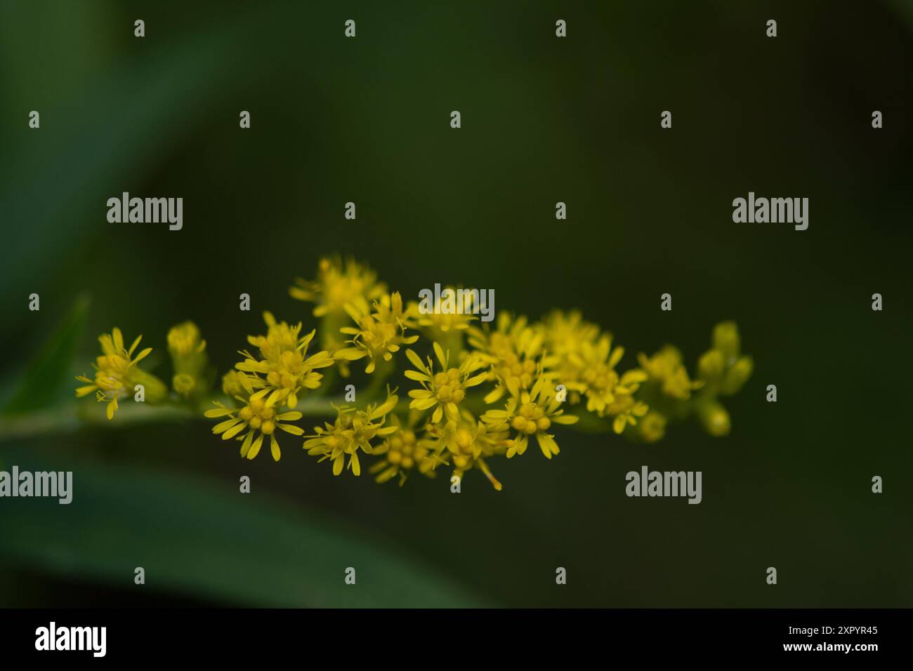 Un ramo stretto di fiori di verga d'oro Foto Stock