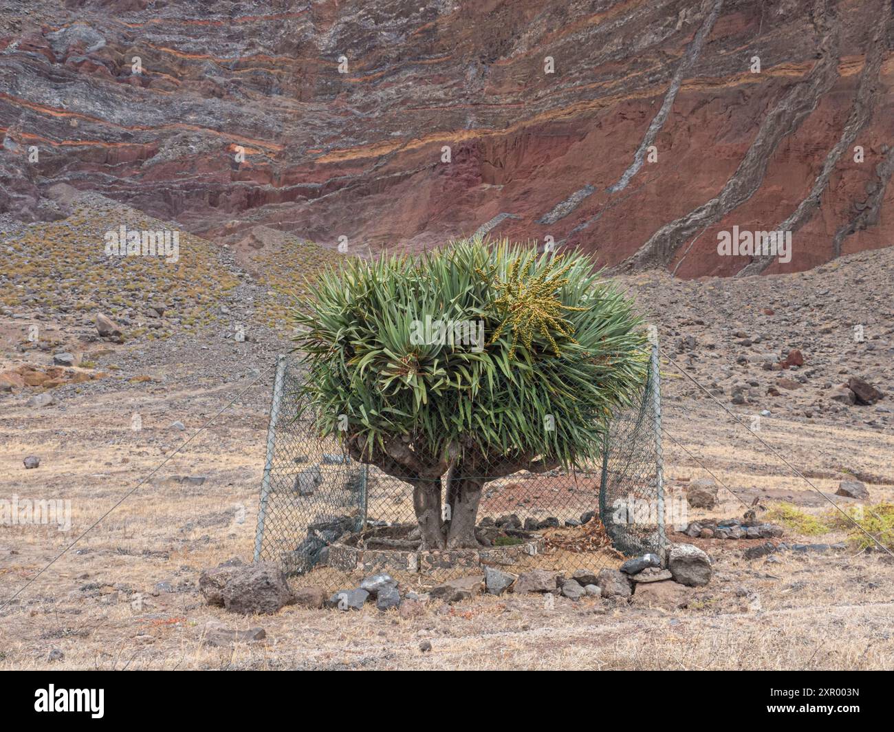Dragon Tree (Dracaena draco) circondato da recinzioni per tenere fuori le capre, grande Desertas Island, Madeira Foto Stock