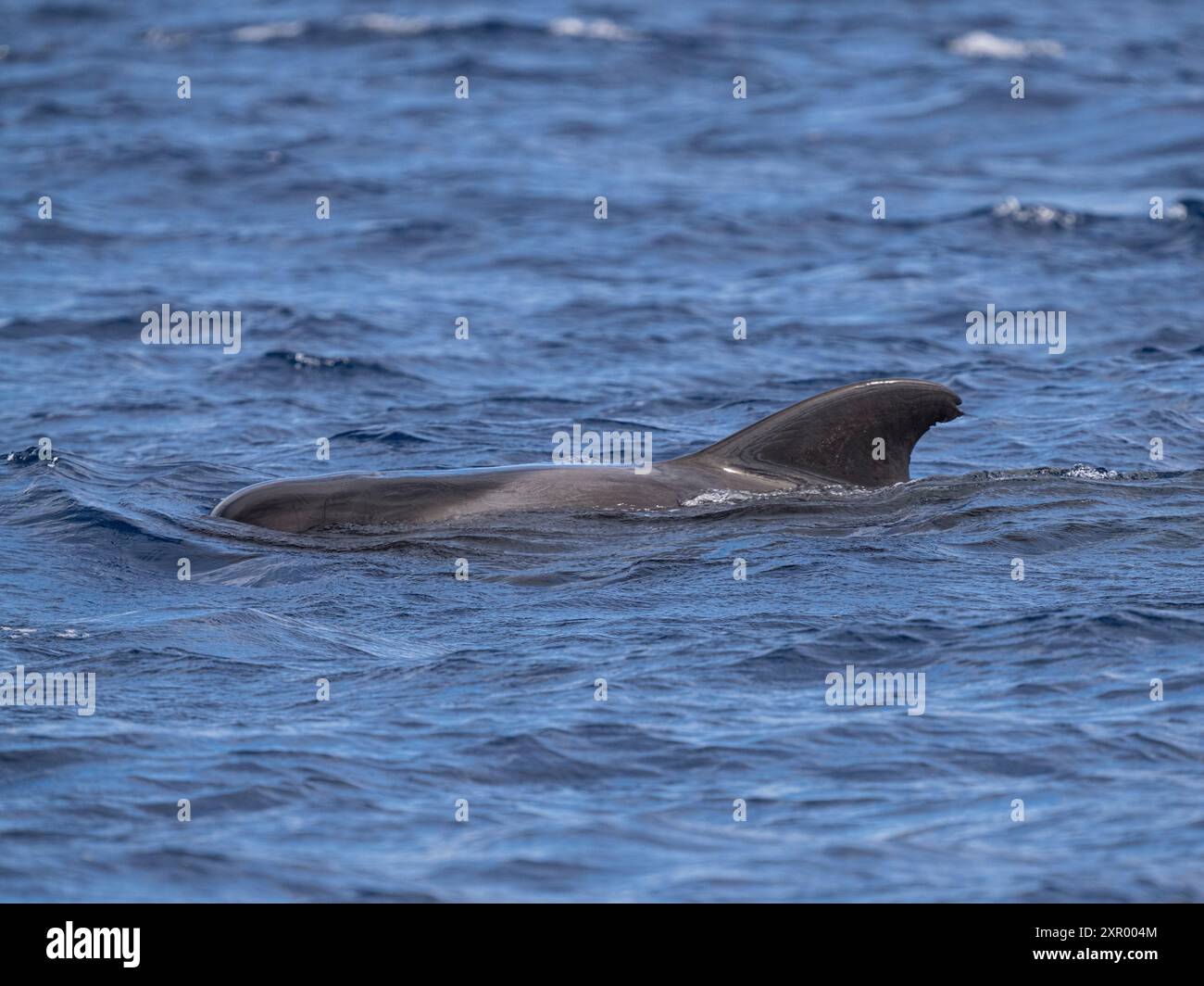 Balena pilota a pinna corta (Globicephala macrorhynchus), Madeira Foto Stock