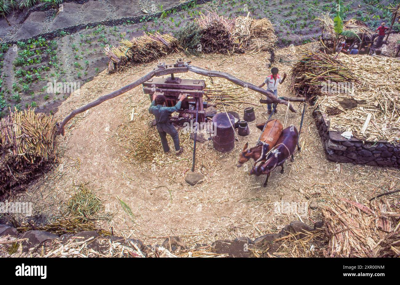 Capo Verde, Sao Tiago. I cavalli girano un mulino per pressare il raccolto di canna da zucchero per essere distillati per liquori. Foto Stock