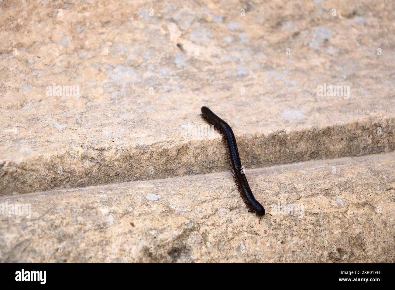 Fauna selvatica nel Midlle East - Millipedes neri che camminano su una roccia in Giordania Foto Stock