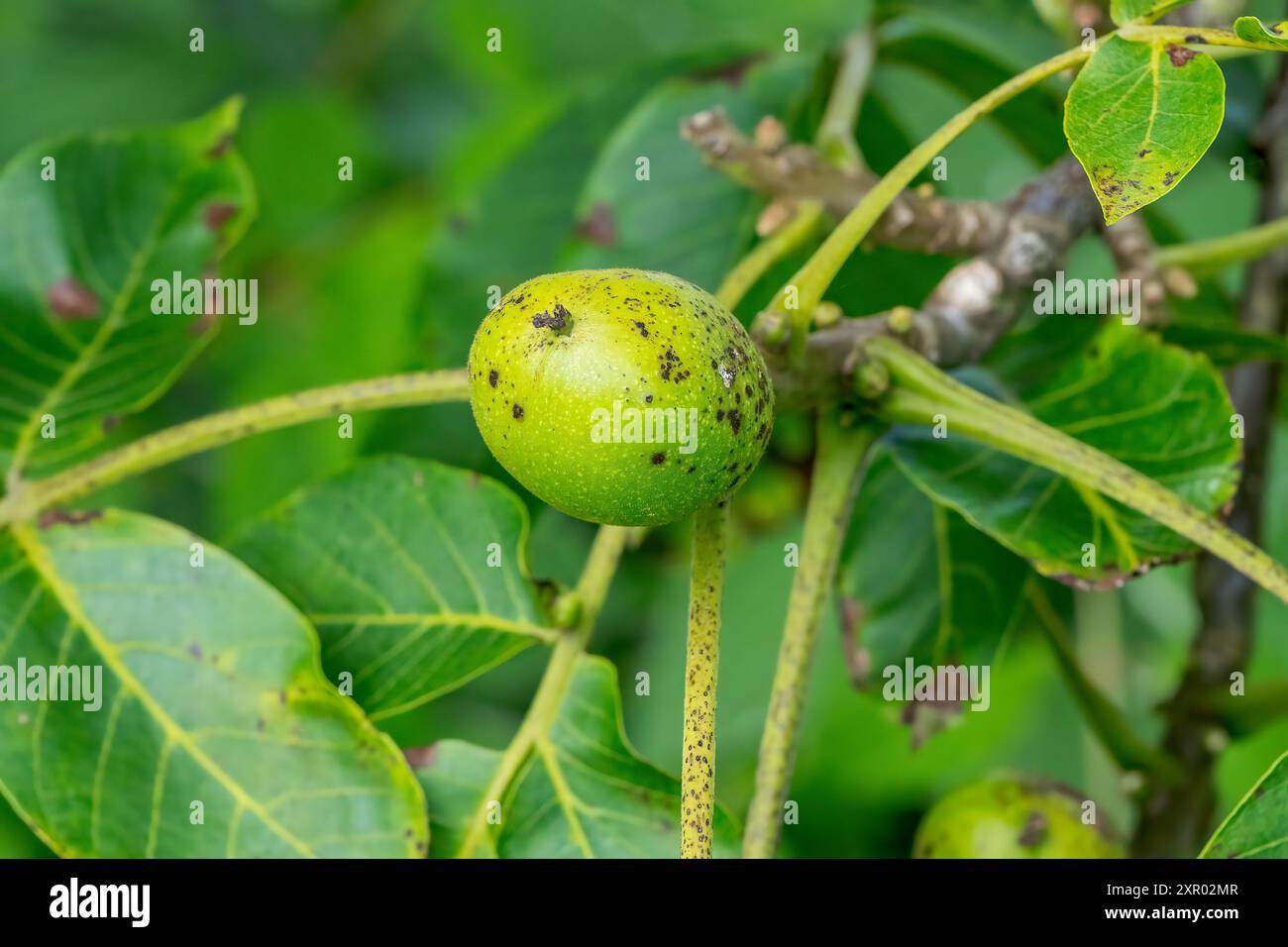 English Walnut, Juglans regia, close-up of Nonut fruit Growing on Tree, Blickling, Norfolk, Regno Unito, 28 luglio 2024 Foto Stock