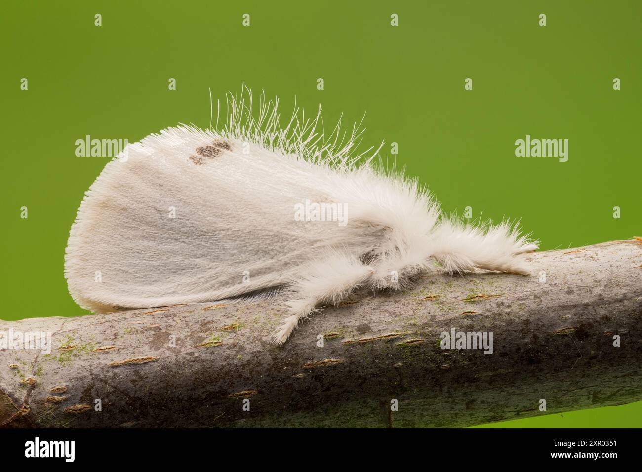 Falena dalla coda gialla, Sphrageidus similis, single adult riposante sul ramoscello, Norfolk, Regno Unito, 25 luglio 2024 Foto Stock