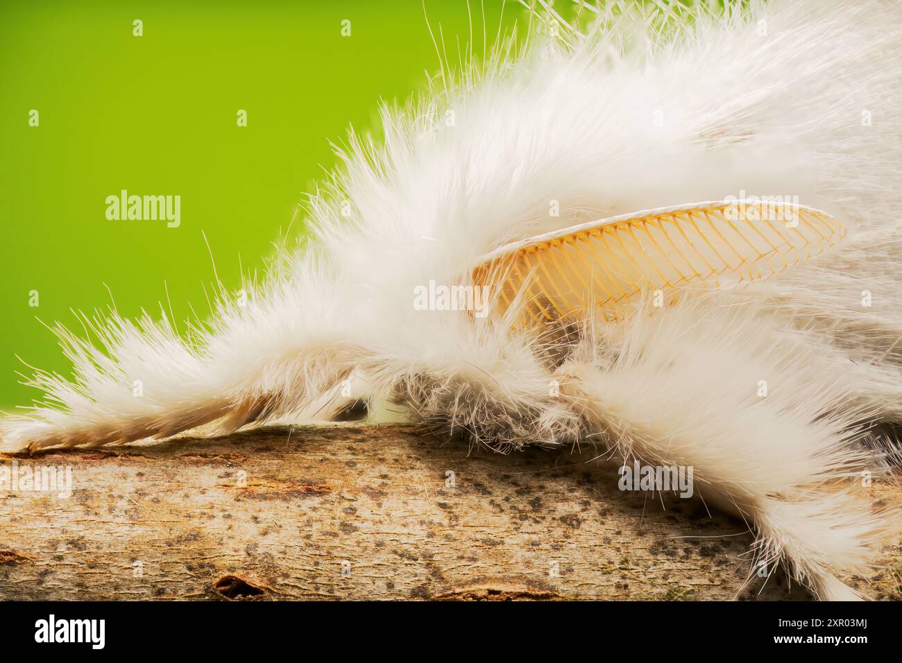 Falena dalla coda gialla, Sphrageidus similis, primo piano di un adulto che riposa sul ramoscello, Norfolk, Regno Unito, 25 luglio 2024 Foto Stock