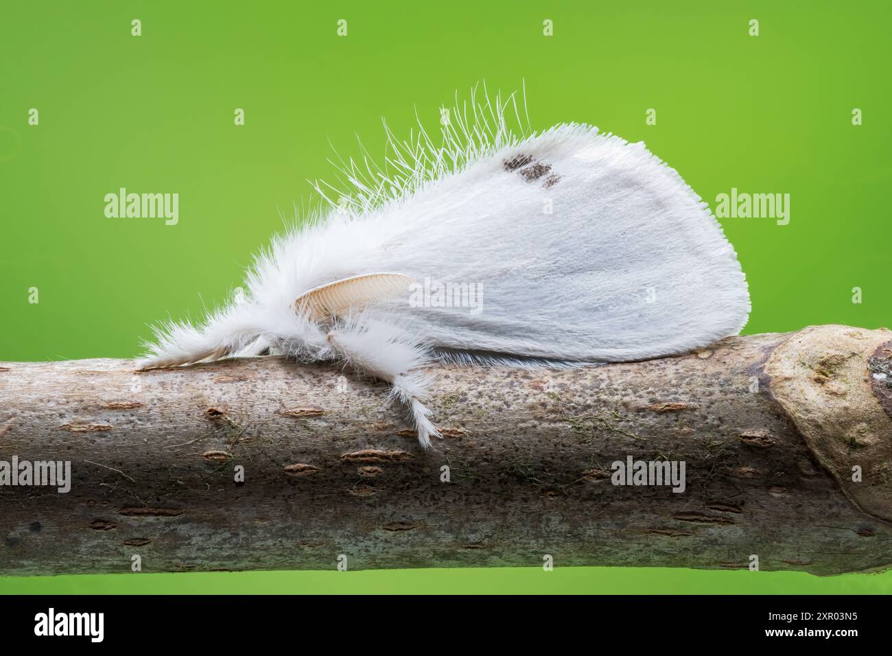 Falena dalla coda gialla, Sphrageidus similis, single adult riposante sul ramoscello, Norfolk, Regno Unito, 25 luglio 2024 Foto Stock