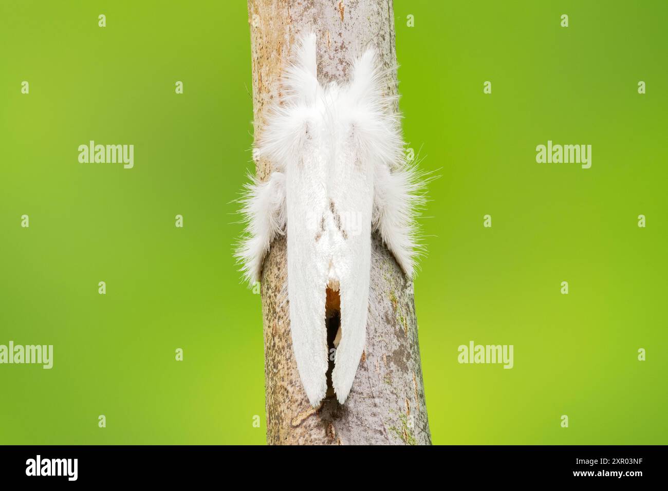 Falena dalla coda gialla, Sphrageidus similis, single adult riposante sul ramoscello, Norfolk, Regno Unito, 25 luglio 2024 Foto Stock
