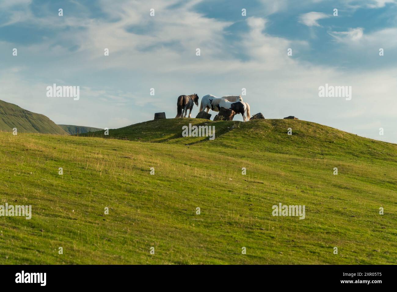 Pony di montagna gallesi riuniti su un tumulo, Hay on Wye Powys Wales UK. Luglio 2024 Foto Stock