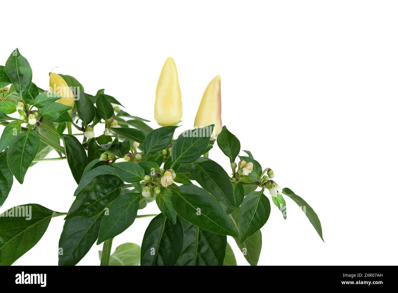 Cialde e boccioli di pepe da interno su sfondo bianco. Copia spazio. Foto Stock