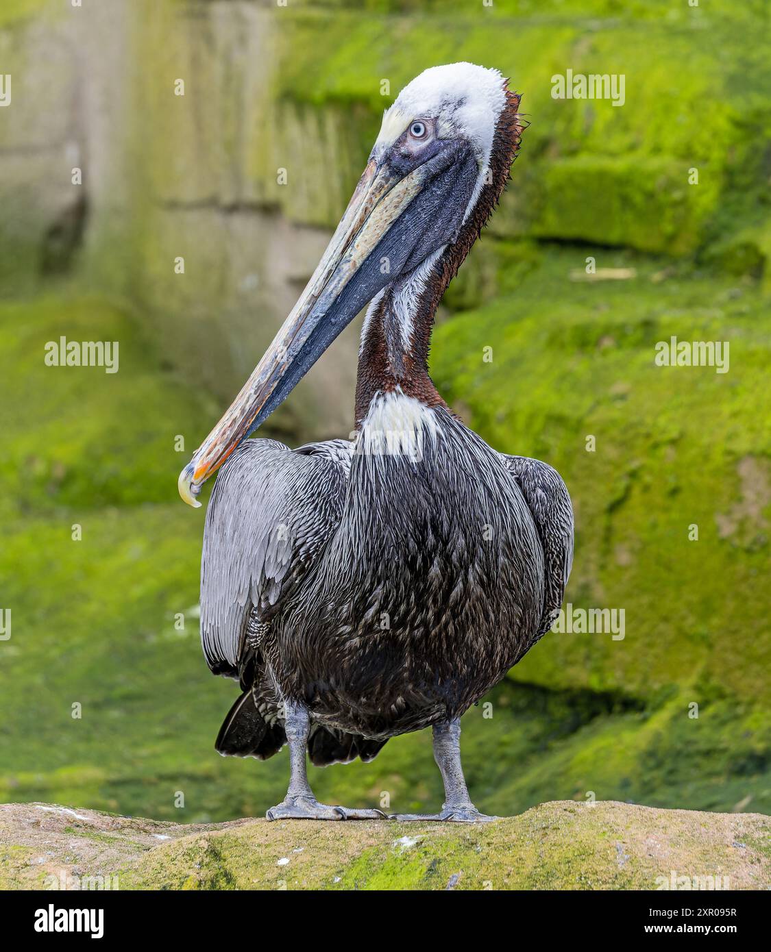 Vista ravvicinata di un pellicano bruno (Pelecanus occidentalis) Foto Stock