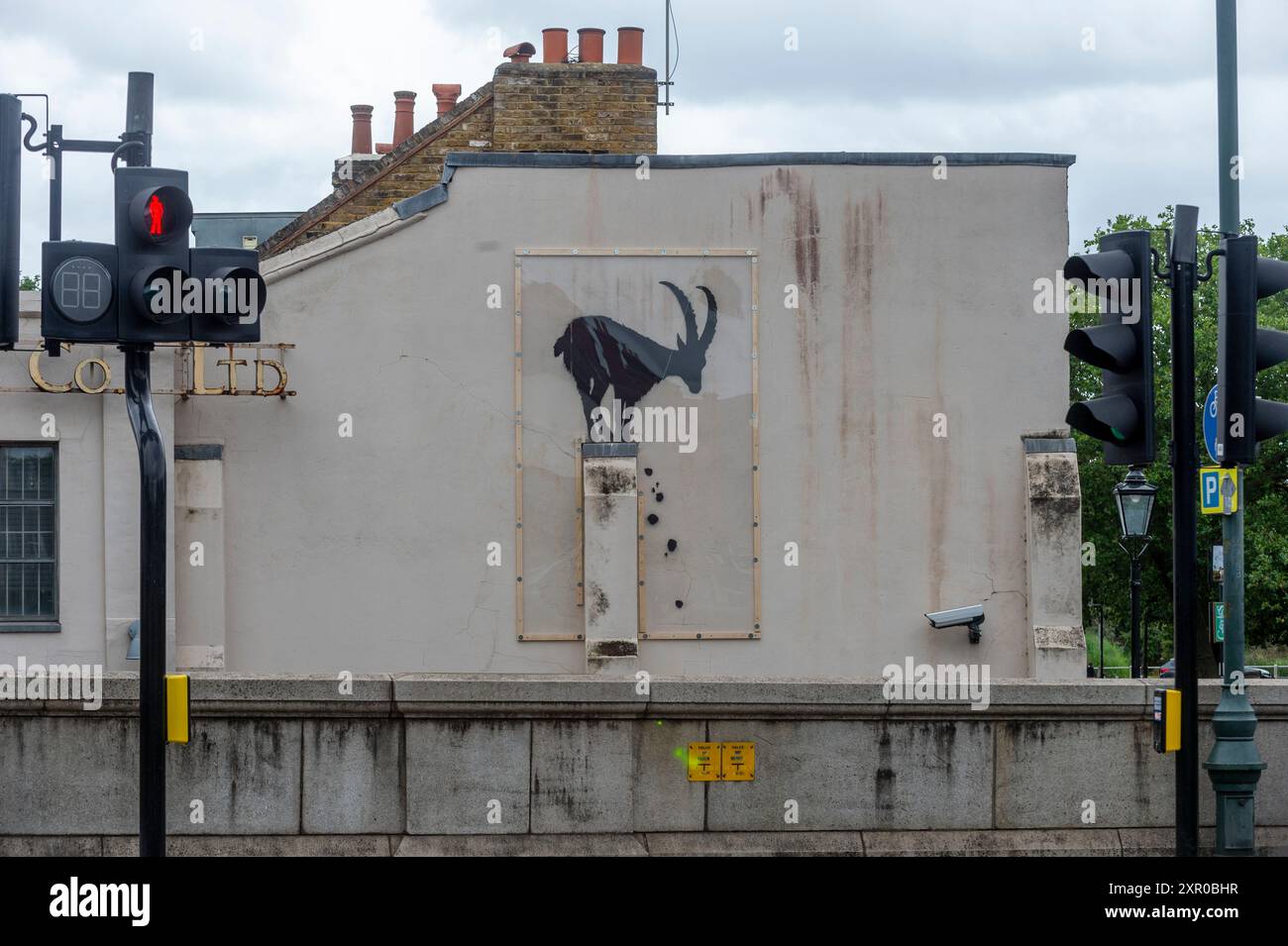 Londra, Regno Unito. 8 agosto 2024. Un'opera d'arte, ora sotto perspex protettivo, di Banksy raffigurante una capra di montagna sul lato di un edificio adiacente al Kew Bridge. Nell'ultima settimana, nella capitale sono apparse quotidianamente nuove opere dell'artista con un tema animale. Finora il sentiero comprende una capra di montagna, due elefanti e tre scimmie. Una quarta opera, raffigurante un lupo ulululante dipinto su una parabola satellitare a Peckham, è già stata rubata poco dopo essere stata rivelata oggi. Crediti: Stephen Chung / Alamy Live News Foto Stock