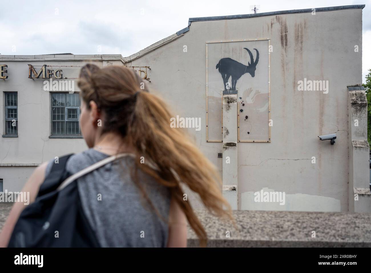 Londra, Regno Unito. 8 agosto 2024. Una donna vede un'opera d'arte, ora sotto perspex protettivo, di Banksy che raffigura una capra di montagna sul lato di un edificio adiacente al Kew Bridge. Nell'ultima settimana, nella capitale sono apparse quotidianamente nuove opere dell'artista con un tema animale. Finora il sentiero comprende una capra di montagna, due elefanti e tre scimmie. Una quarta opera, raffigurante un lupo ulululante dipinto su una parabola satellitare a Peckham, è già stata rubata poco dopo essere stata rivelata oggi. Crediti: Stephen Chung / Alamy Live News Foto Stock