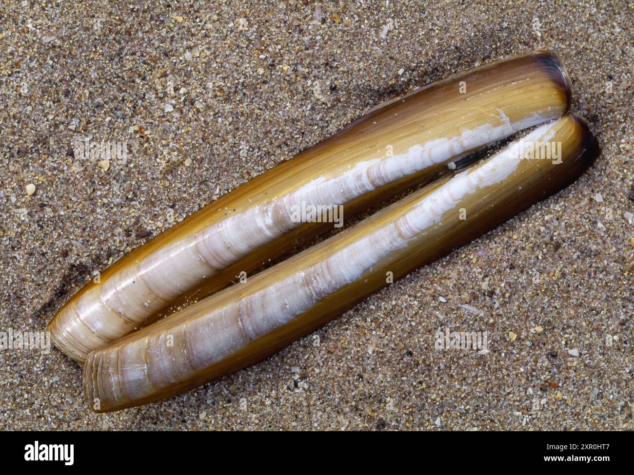Razor Shell (Ensis arcuatus) conchiglia vuota posta sulla spiaggia, North Northumberland, Inghilterra 1997 Foto Stock
