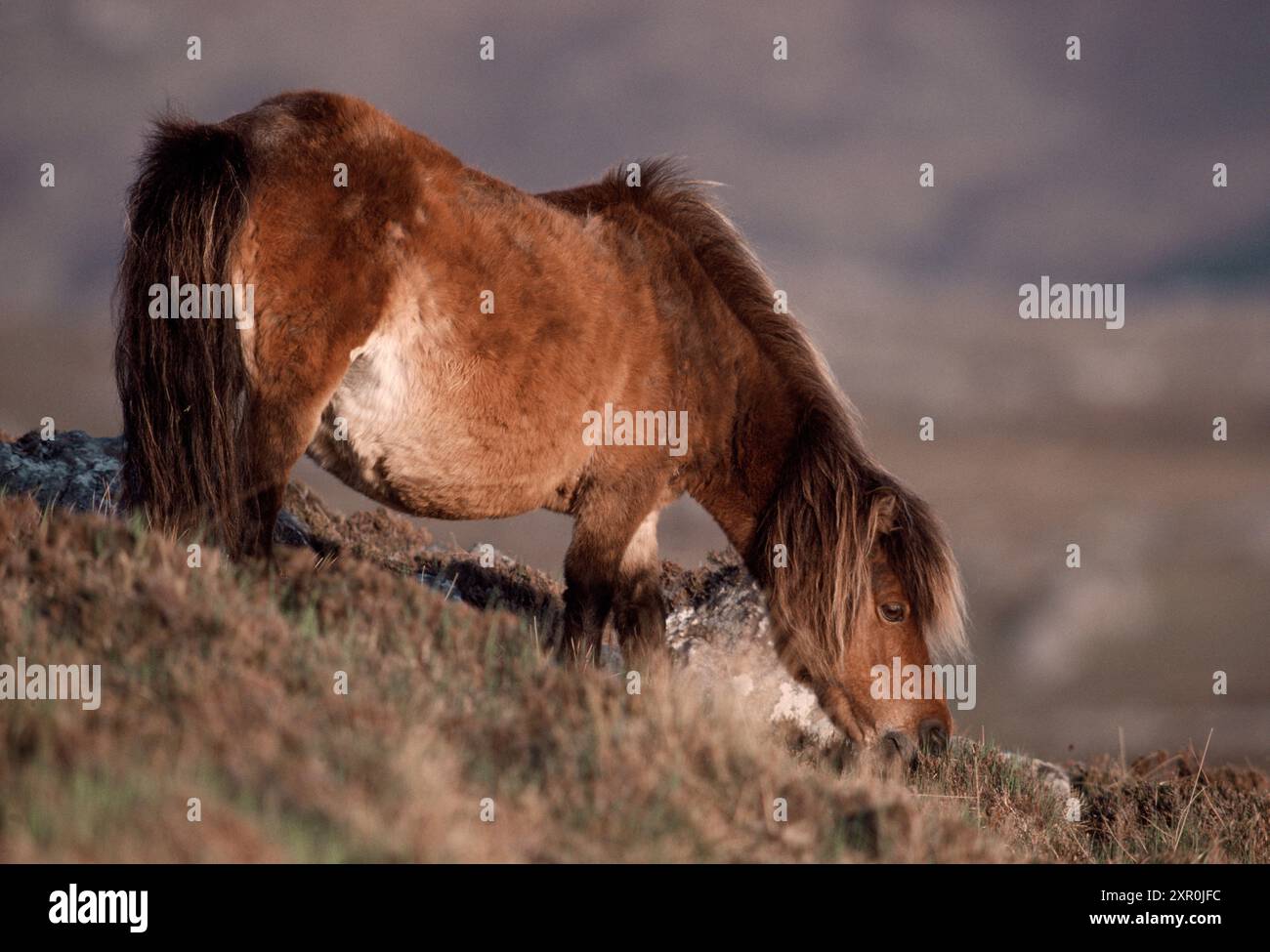 Shetland Pony (Equus caballus) adulto proveniente da popolazioni selvatiche di animali che vivono nella riserva naturale nazionale di Loch Druidibeg a South Uist Foto Stock