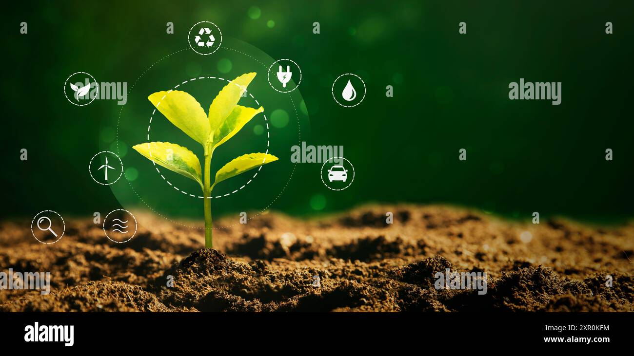 Concetto di fonti energetiche sostenibili con impianto in crescita Foto Stock