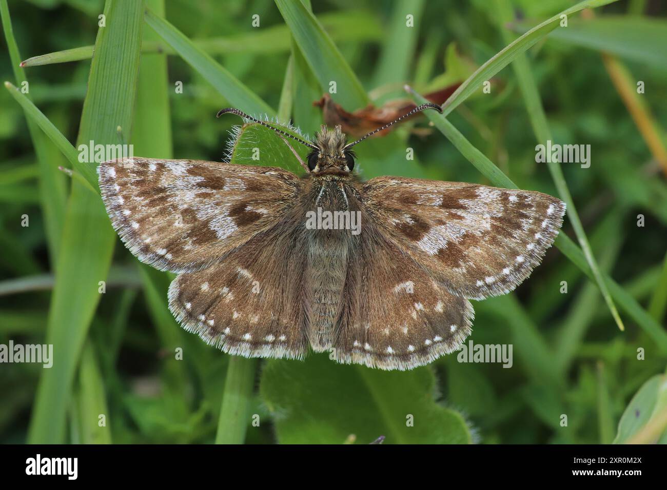 Squallido Skipper Erynnis tages Foto Stock
