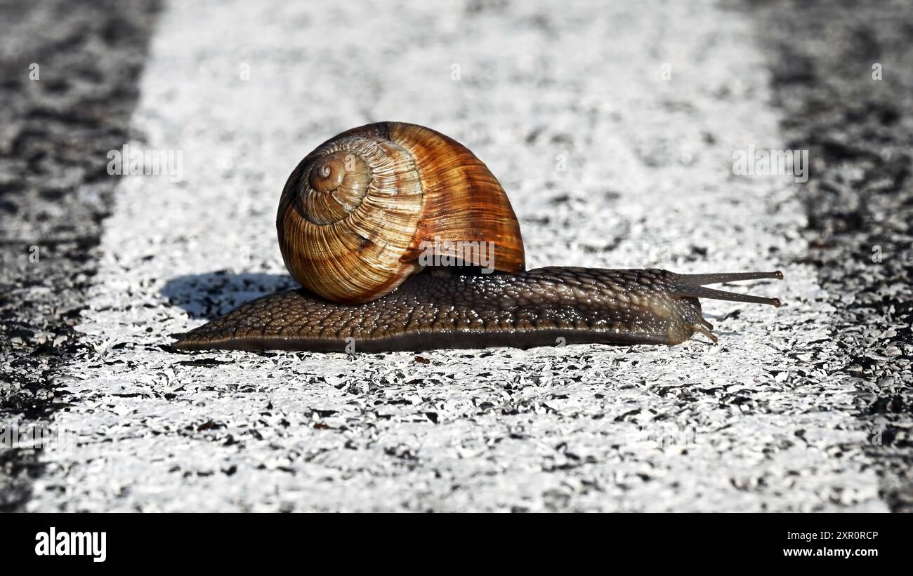 Lumaca marrone che strizza su una strada asfaltata grigia che attraversa la linea bianca in formato widescreen Foto Stock