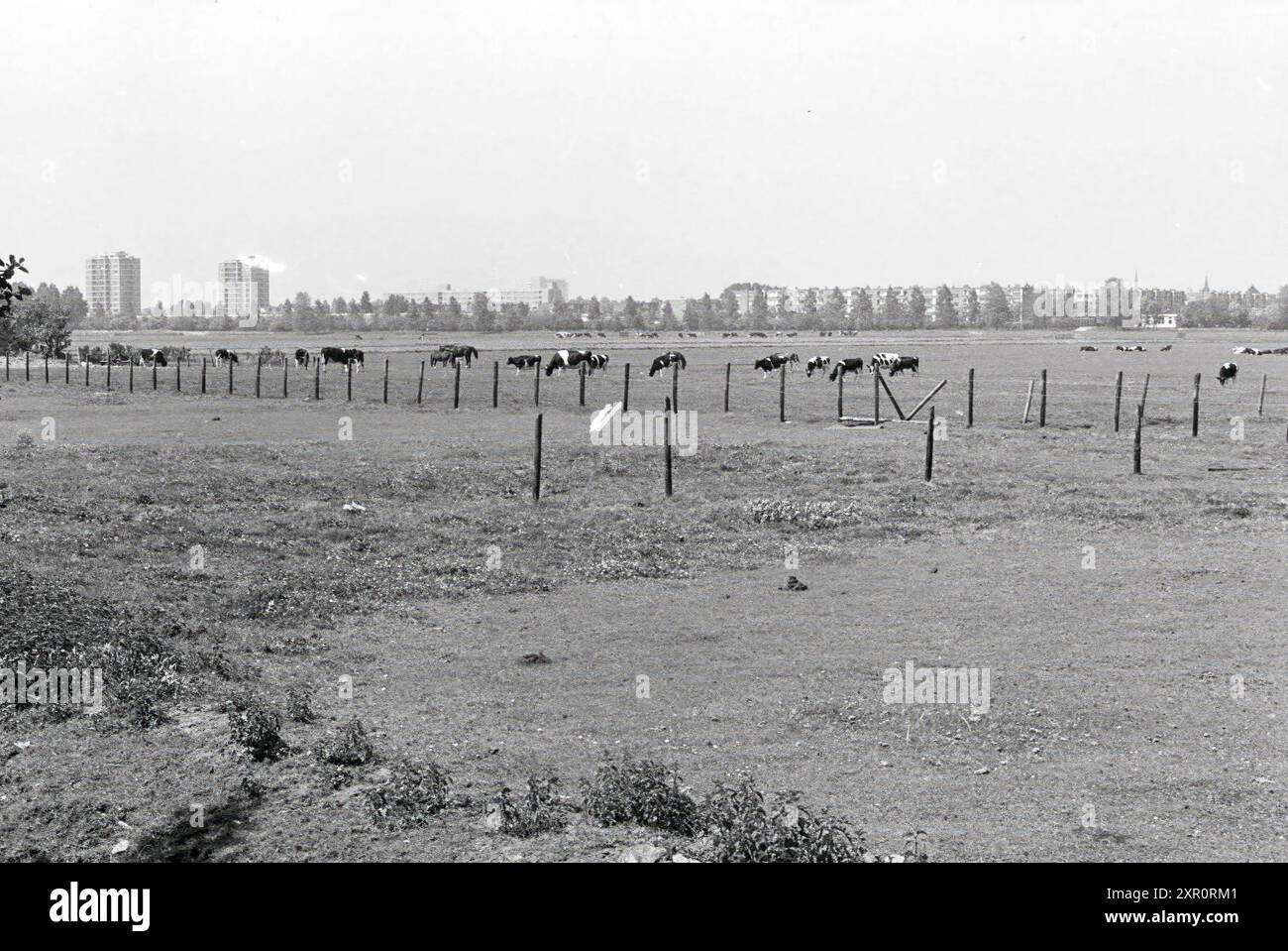 Polder n. 24,31 Zuiderpolder Haarlem, Polder, 23-05-1976, Whizgle Dutch News: Immagini storiche su misura per il futuro. Esplora il passato dei Paesi Bassi con prospettive moderne attraverso le immagini delle agenzie olandesi. Colmare gli eventi di ieri con gli approfondimenti di domani. Intraprendi un viaggio senza tempo con storie che plasmano il nostro futuro. Foto Stock