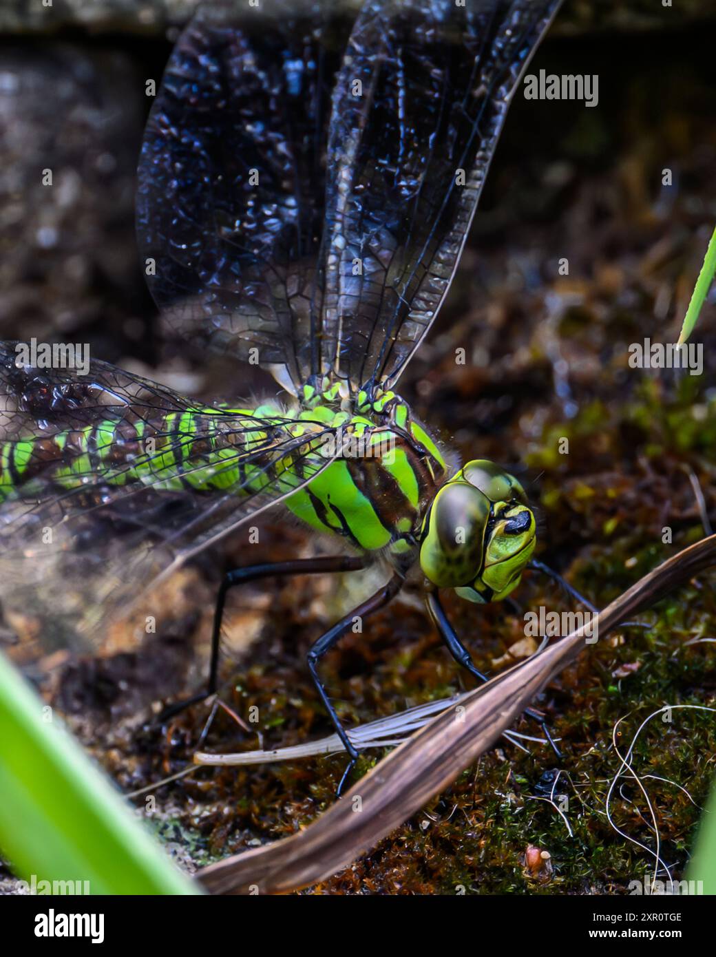 Southern Hawker Dragonfly che dedica uova Foto Stock