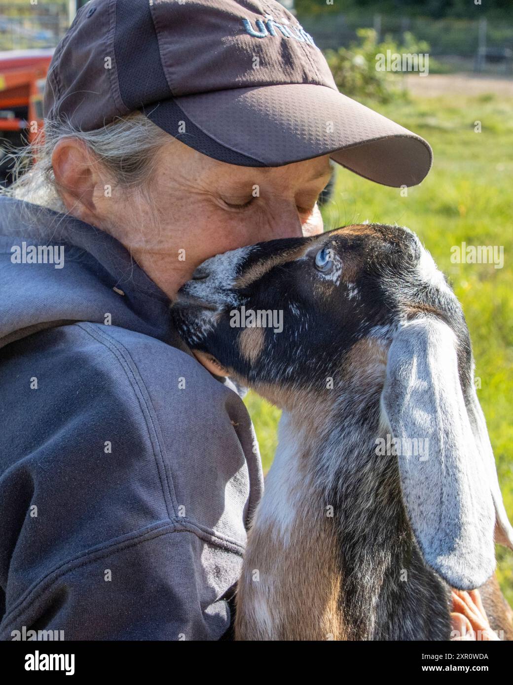 Una donna con la sua capra nubiana molto amichevole Foto Stock
