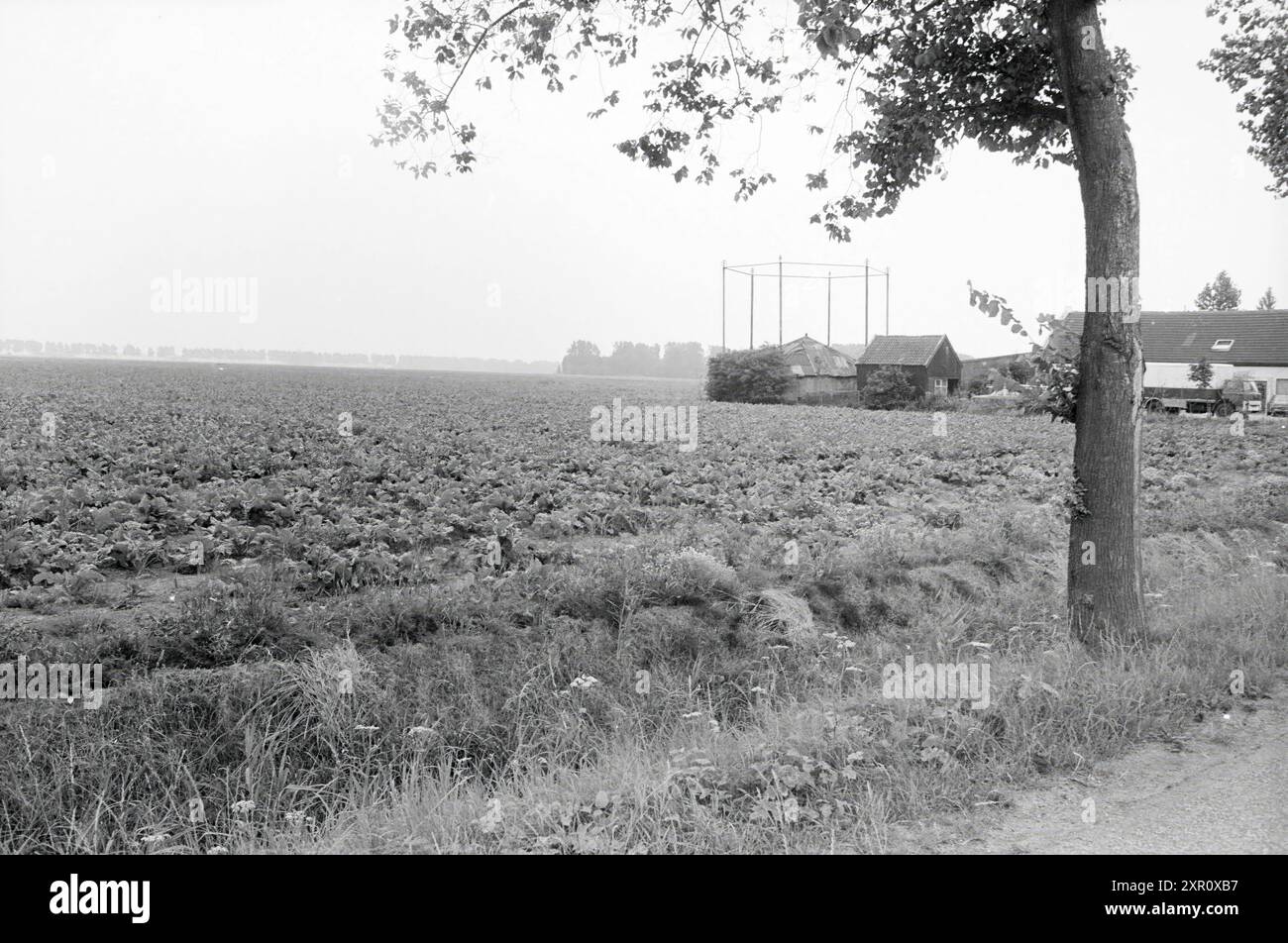 Campo di barbabietola da zucchero IJweg Hoofddorp., Agriculture, Haarlemmermeer, IJweg, 28-07-1983, Whizgle Dutch News: immagini storiche su misura per il futuro. Esplora il passato dei Paesi Bassi con prospettive moderne attraverso le immagini delle agenzie olandesi. Colmare gli eventi di ieri con gli approfondimenti di domani. Intraprendi un viaggio senza tempo con storie che plasmano il nostro futuro. Foto Stock