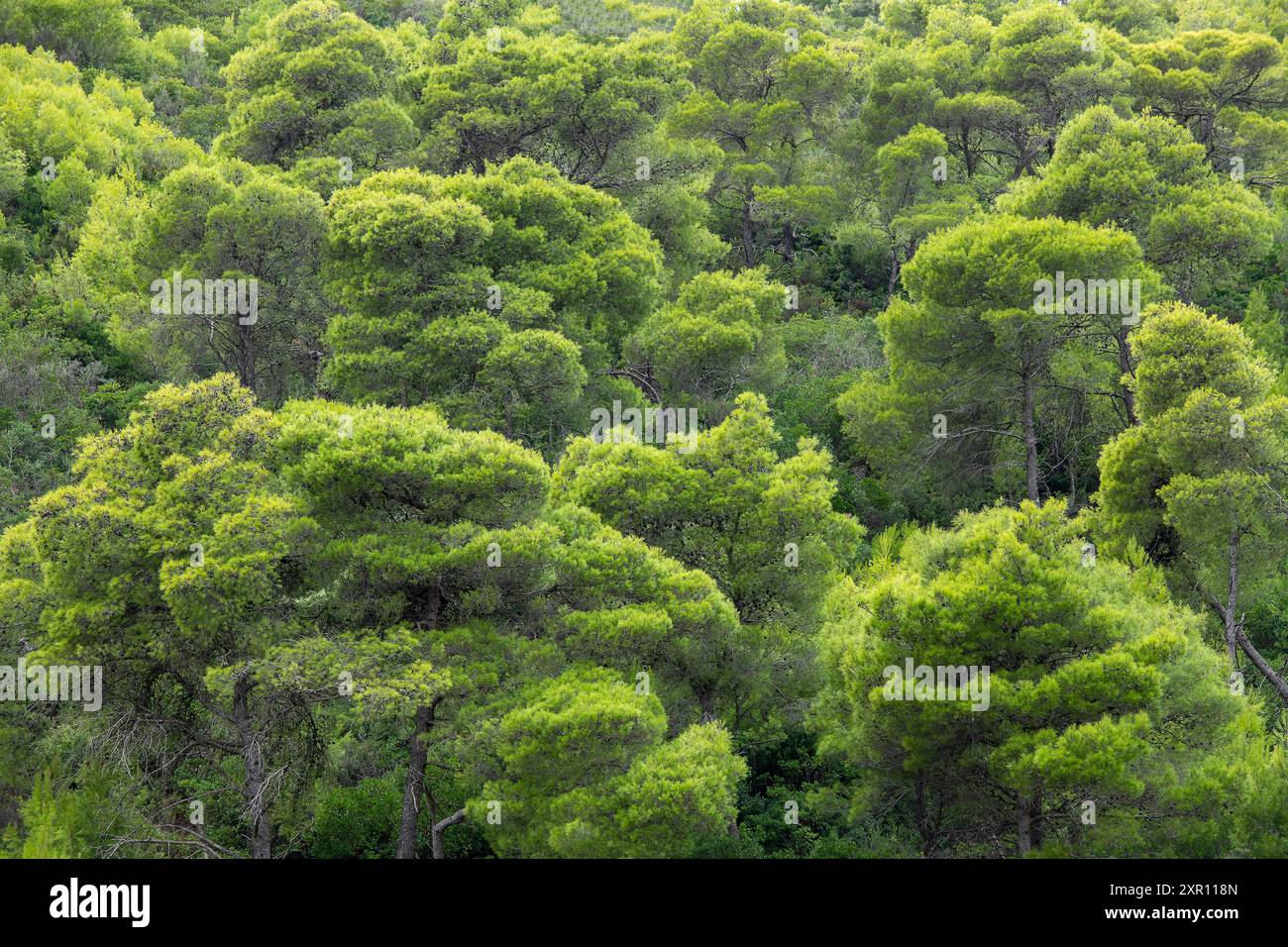 lussureggiante foresta verde Foto Stock